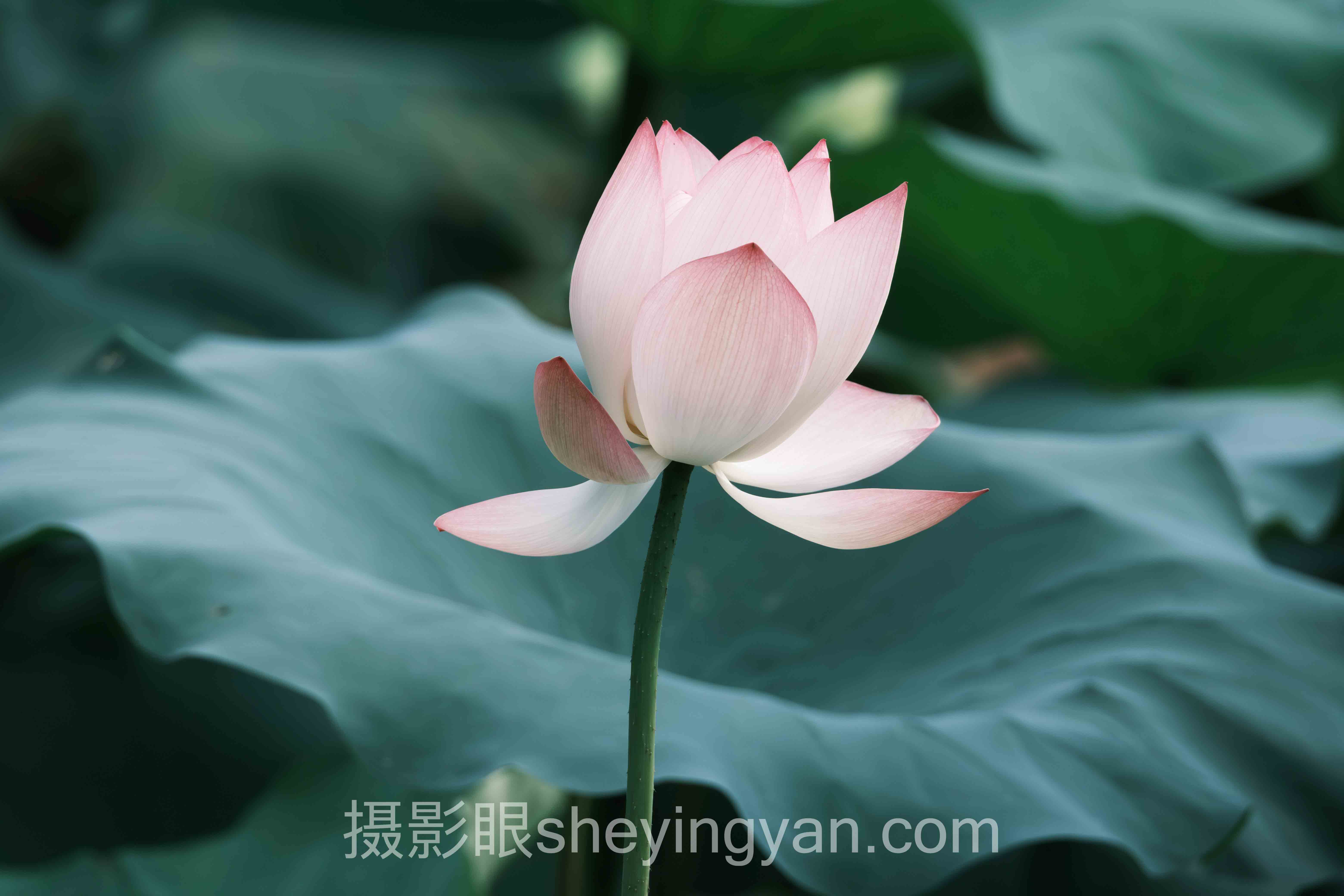 照片点评网站入门:从零开始避开5个致命坑