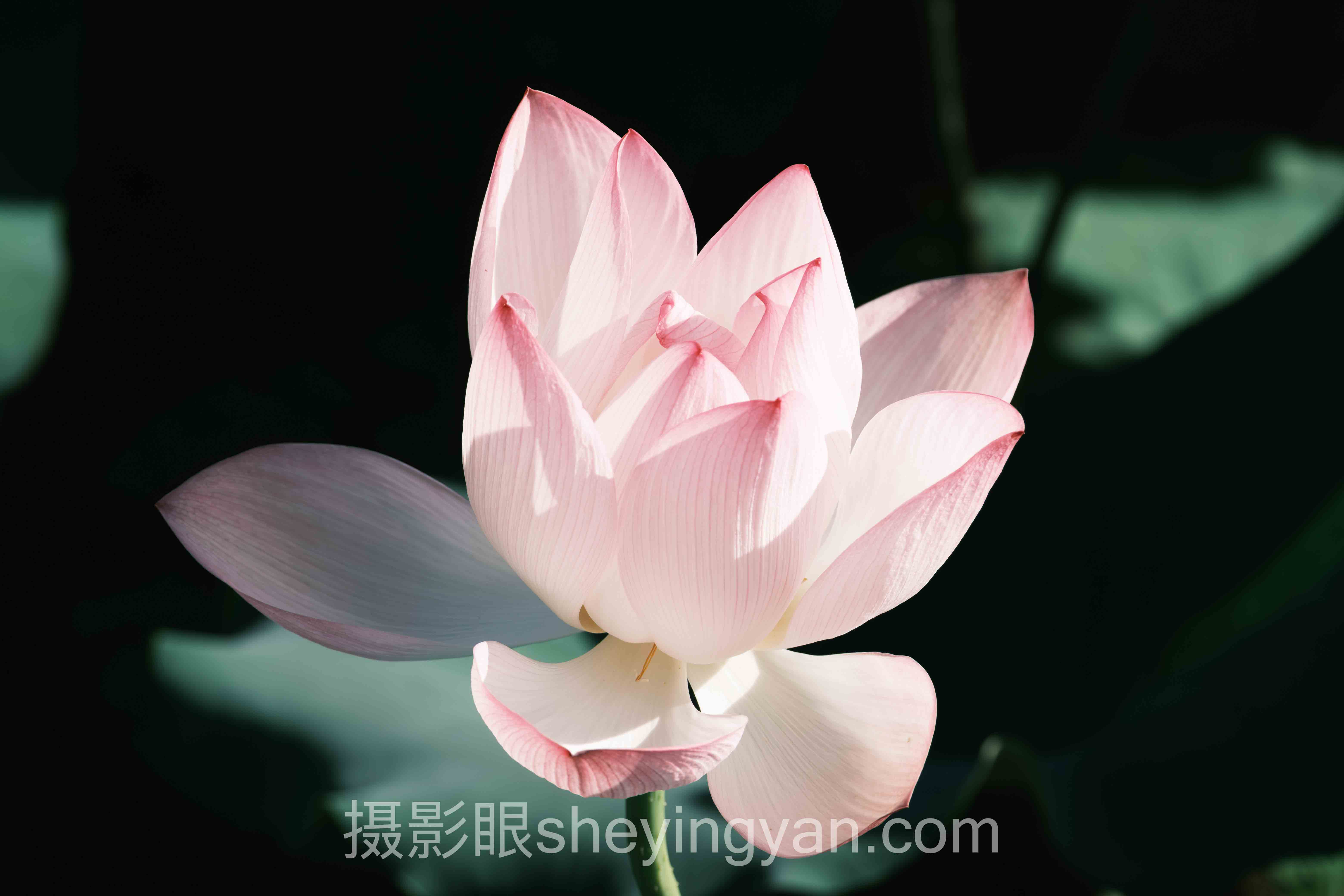 照片点评大师课程实操指南：从盲目拍摄到精准出片