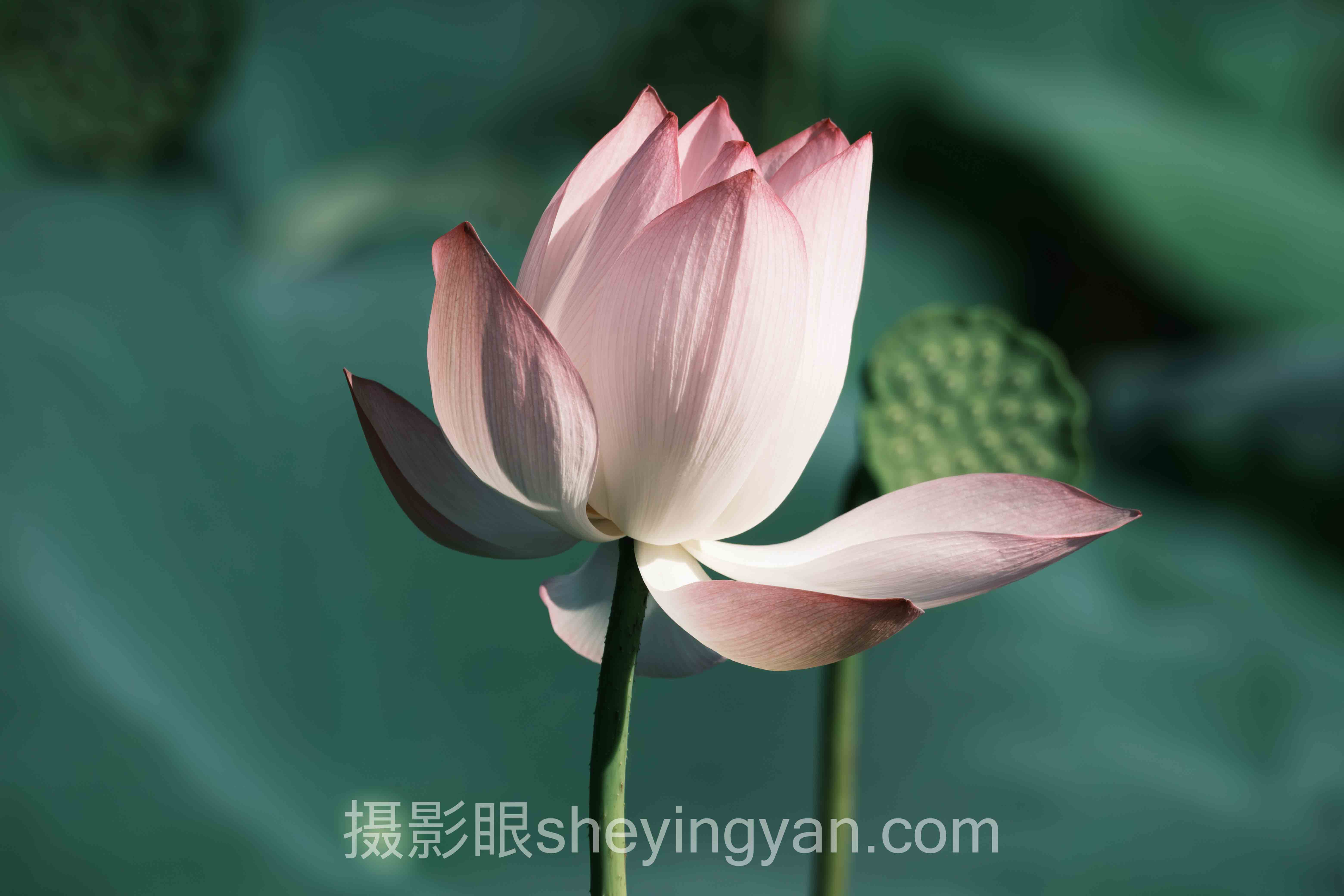 相机RAW格式全景解读:问题根源与破局之道