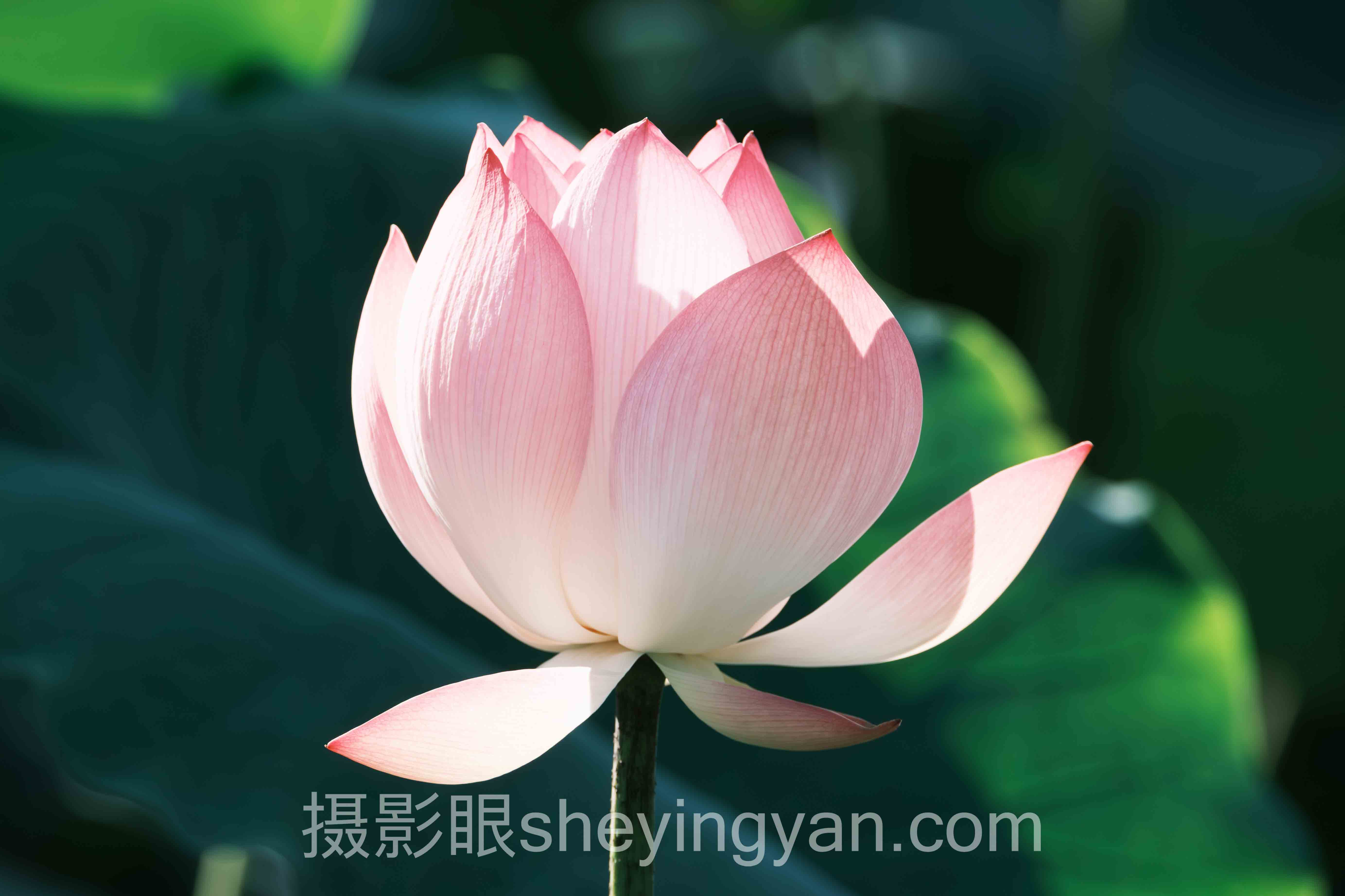 2024年照片点评平台数据报告：关键趋势与洞察