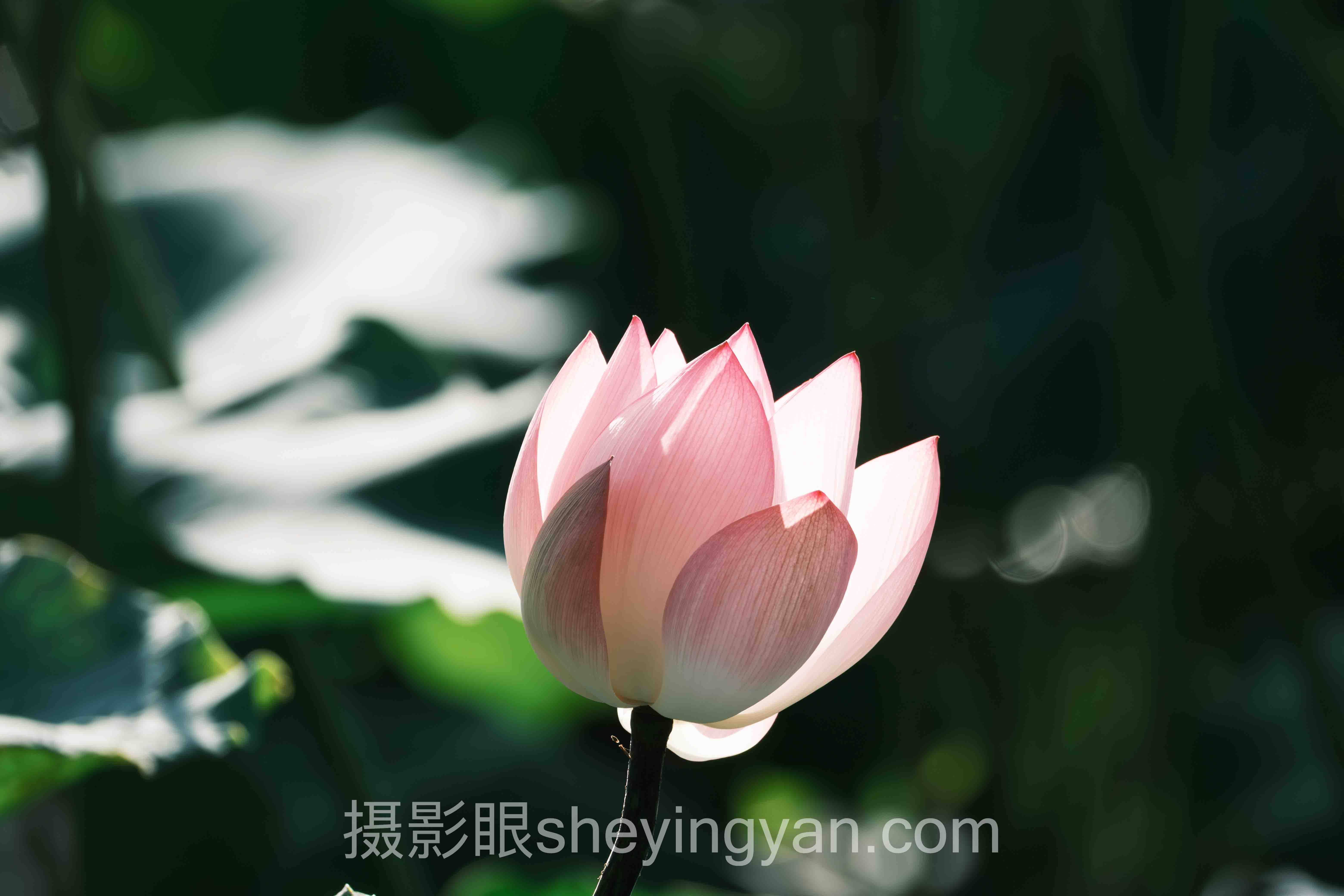 透视照片点评平台：从互相吹捧到精准成长的价值重构