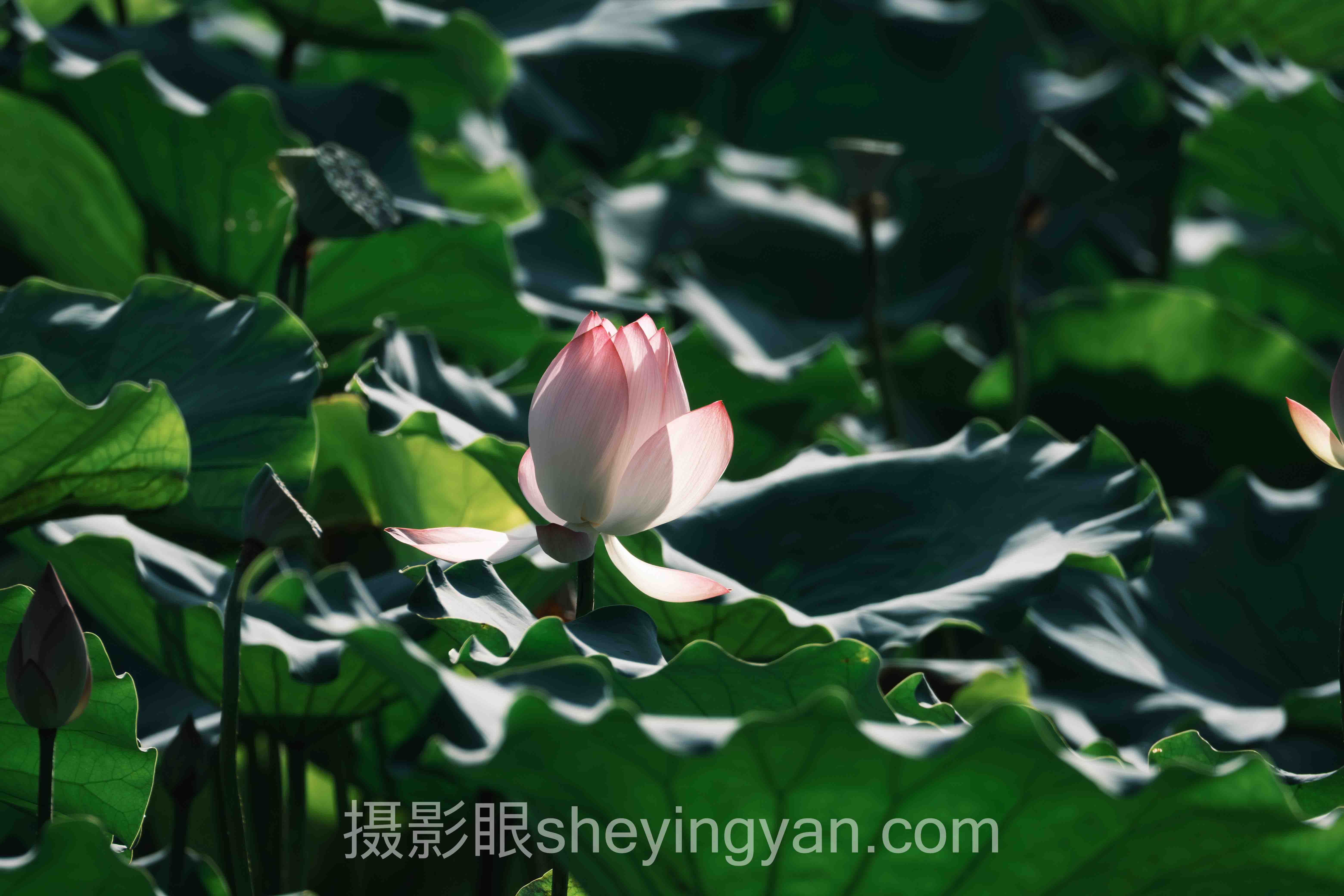 摄影眼平台DNG