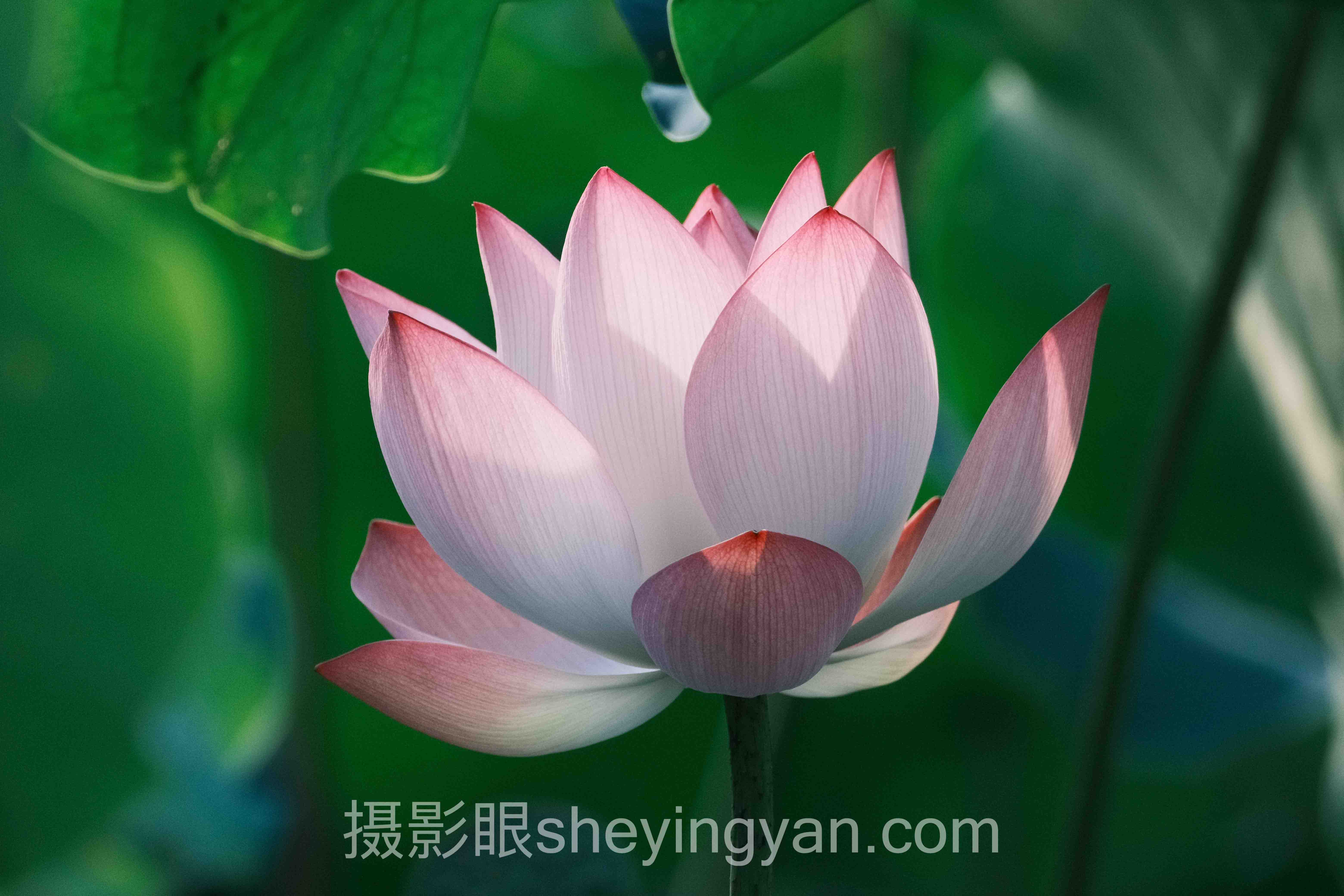 新手怎么学摄影：从零开始的实操进阶指南