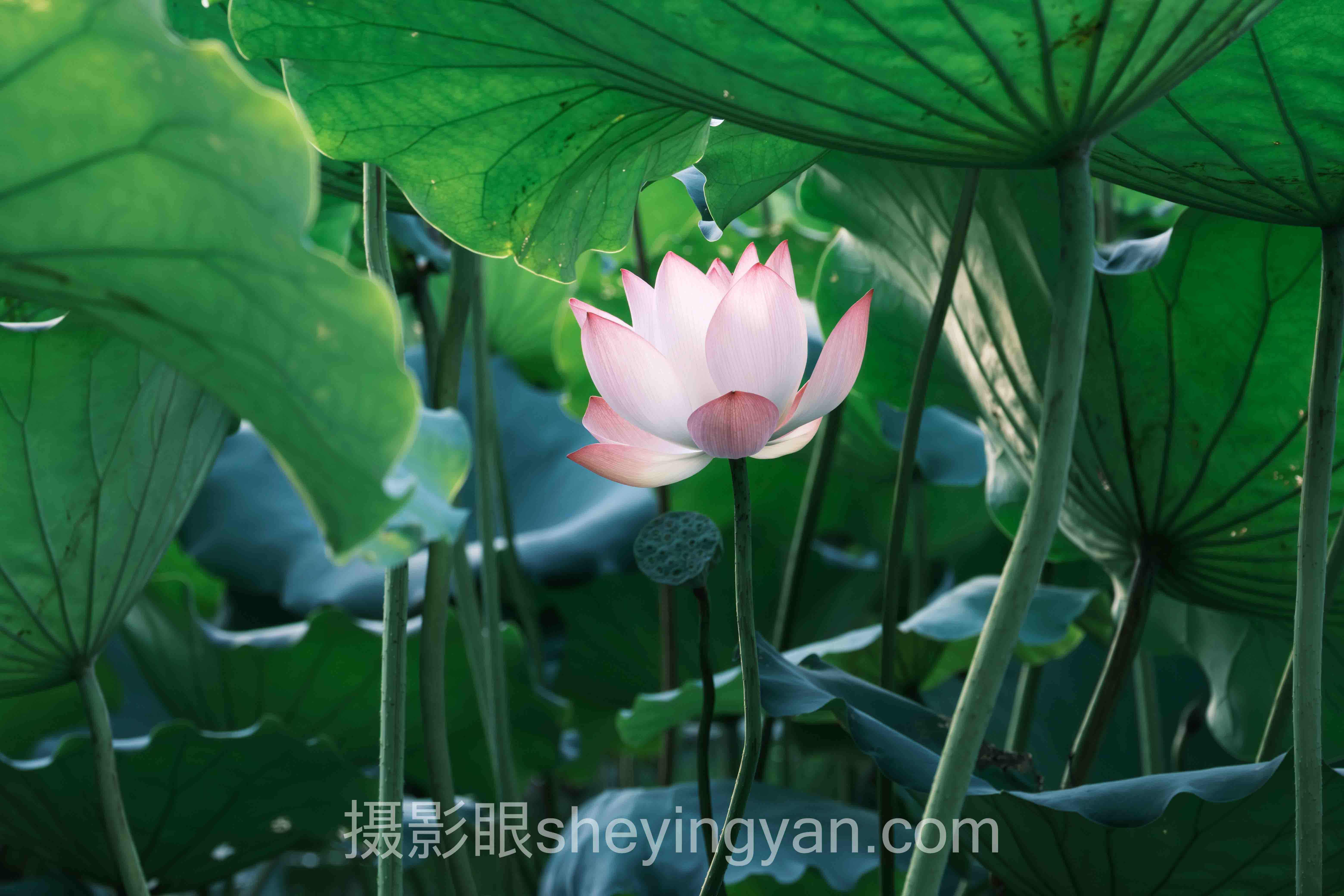 深度解析：怎么看相机拍的照片好不好——照片点评与AI照片评分