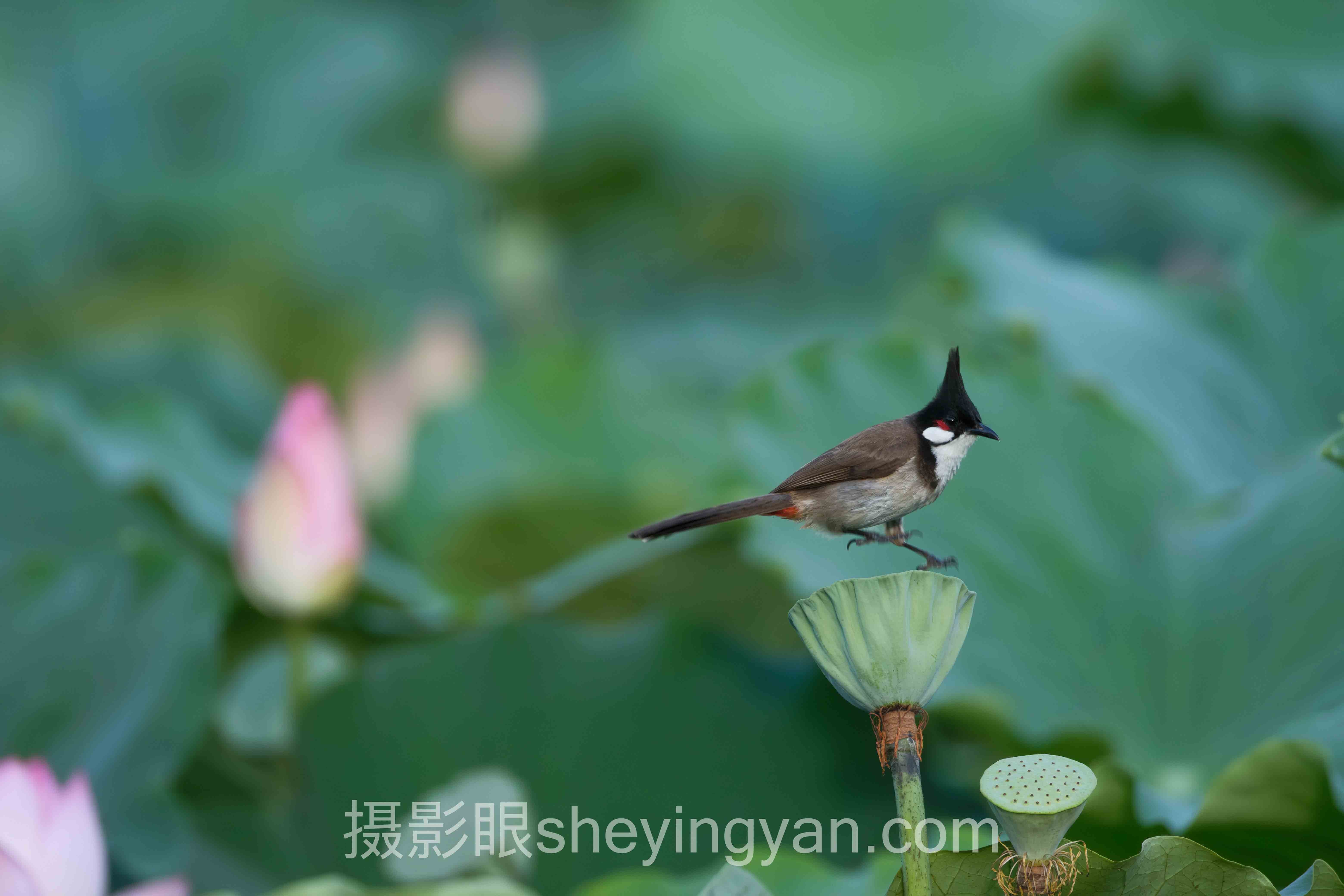 选摄影眼培训班不踩坑：照片点评能力5维度对比指南