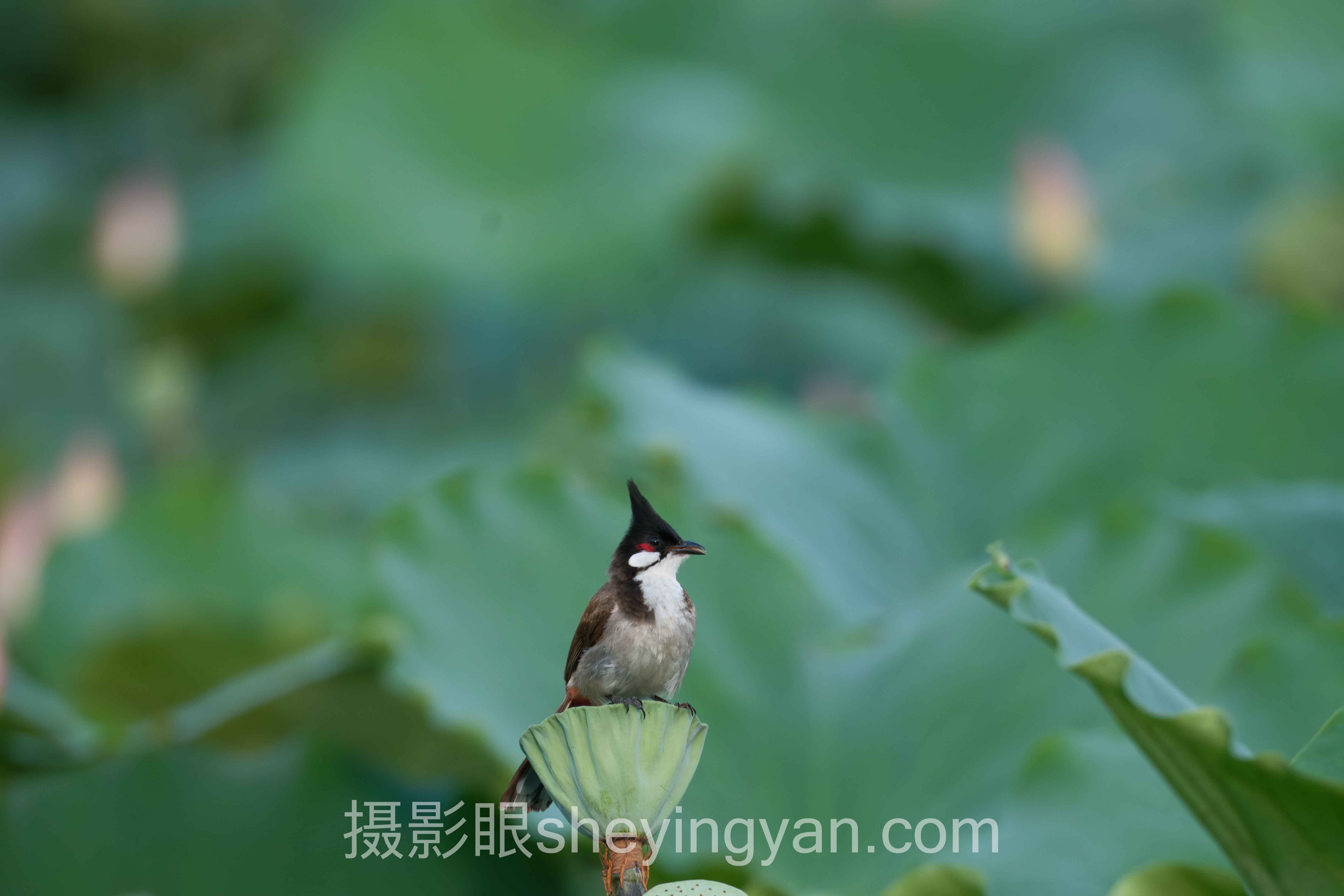 摄影照片点评老师：传统点评师 vs AI点评师，谁更胜一筹？