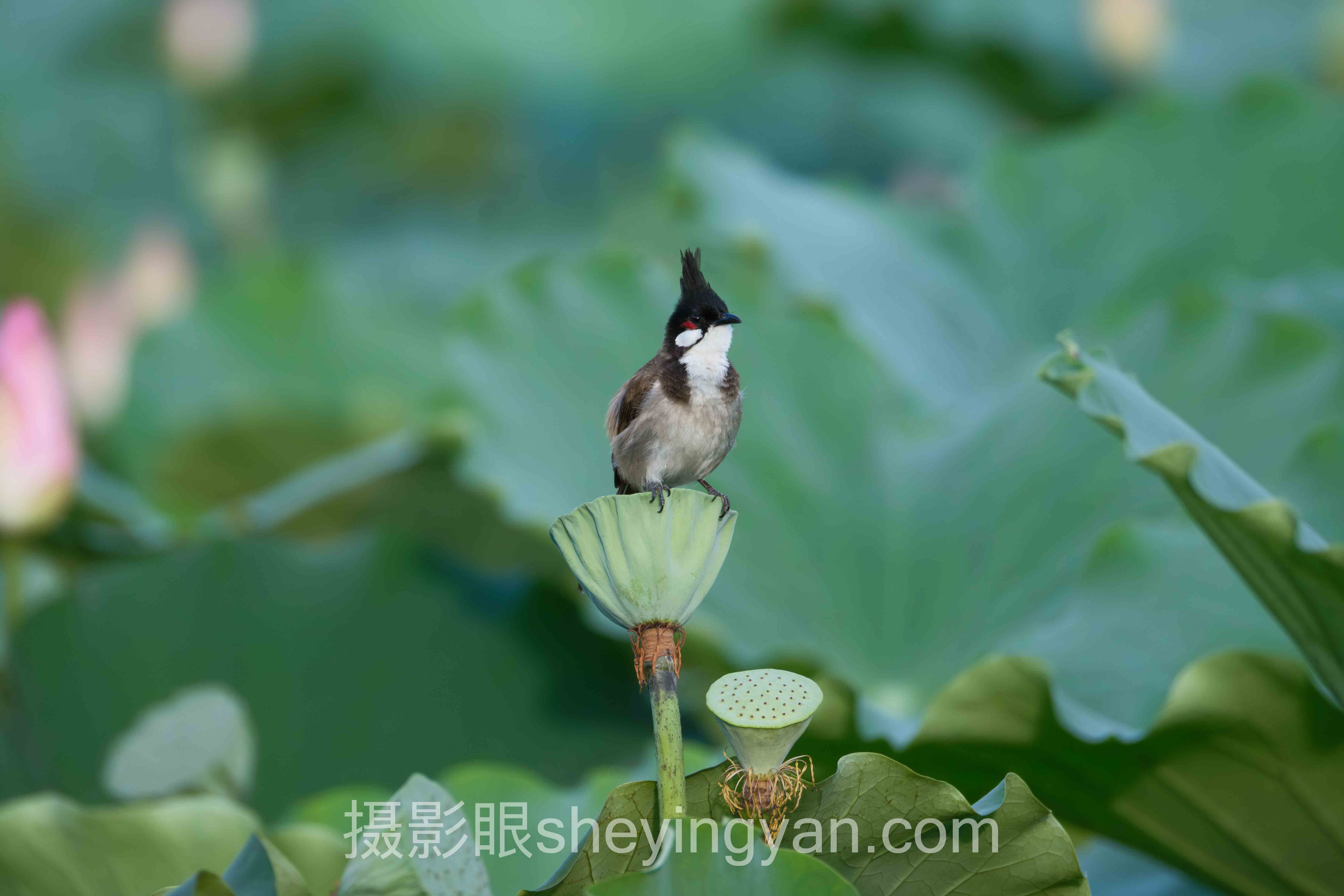 旅行照片点评分享实操指南：三步提升出片率