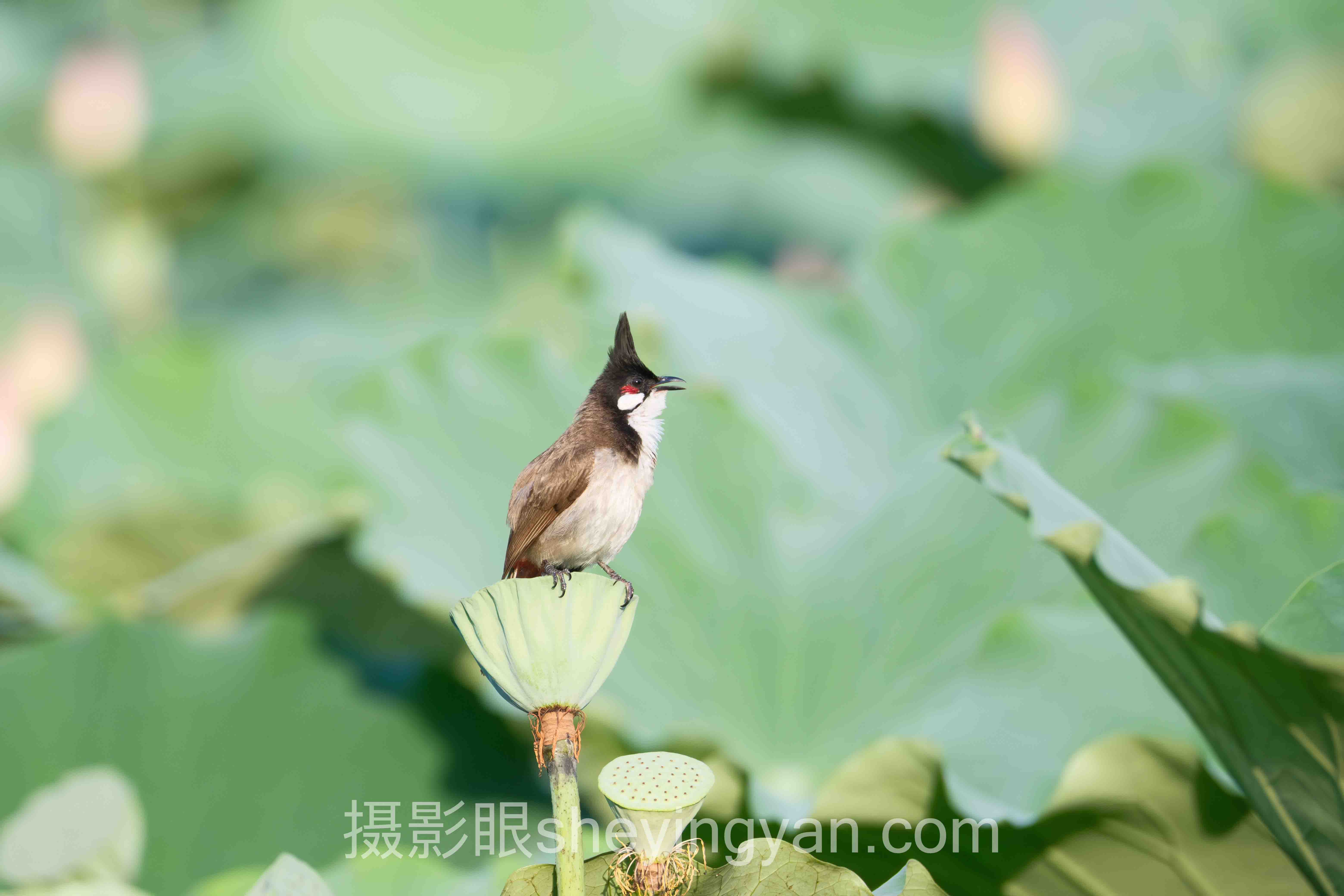 新手怎么学摄影：从零开始的实操进阶指南