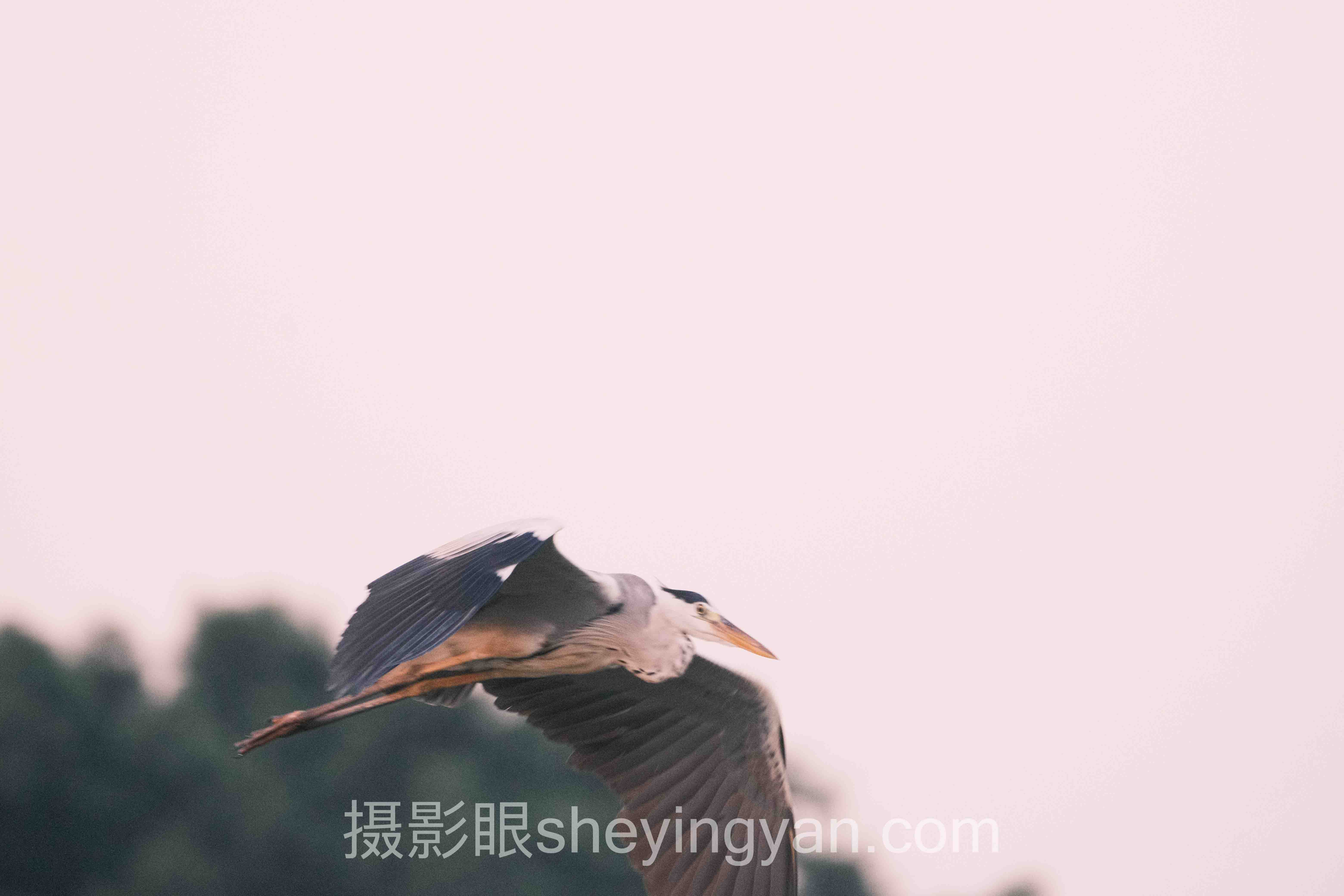 专家深度解读：大佬帮忙看看照片构图的机遇与挑战