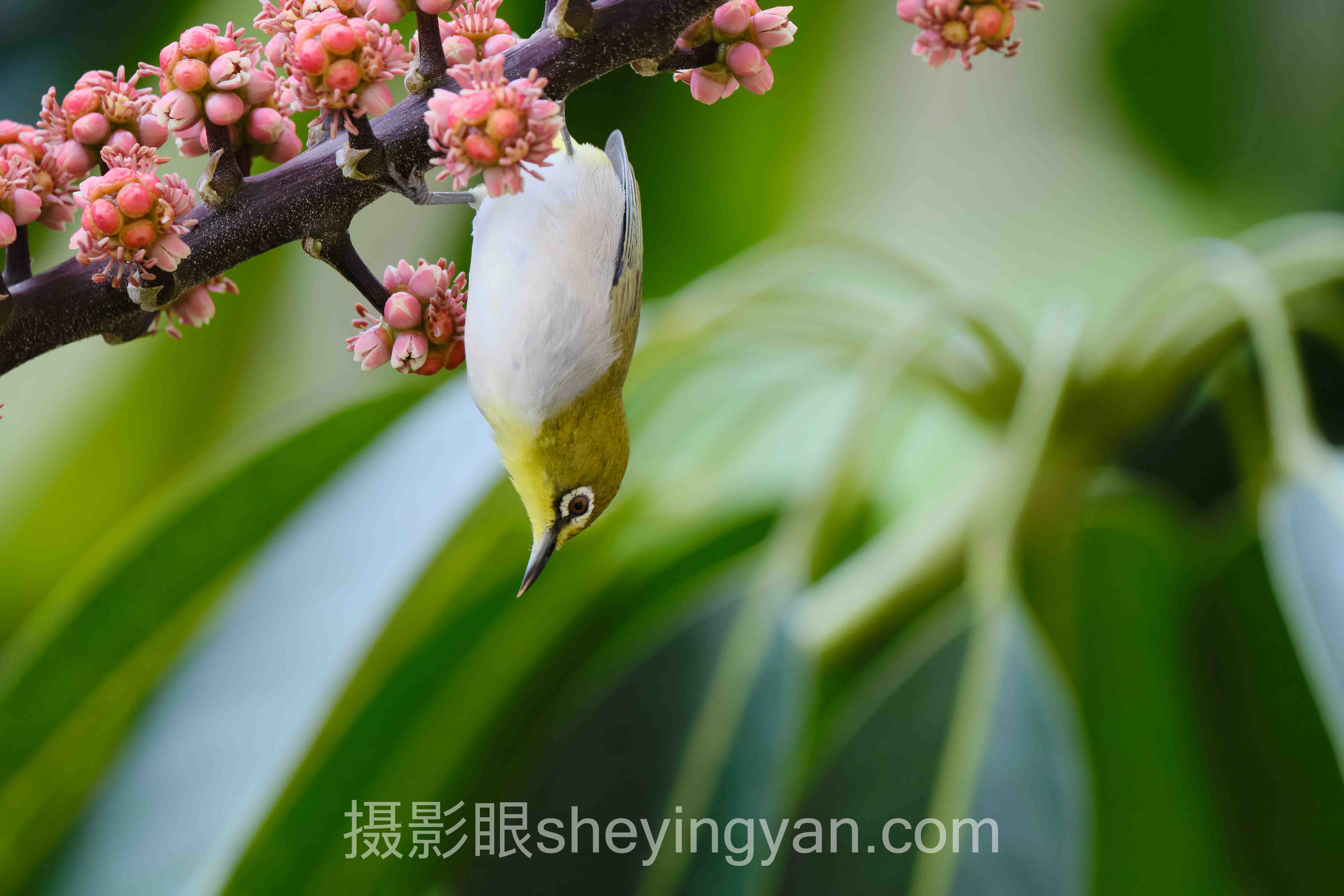 AI照片评分使用教程:自动打分PK手动筛选,谁在浪费你的时间?
