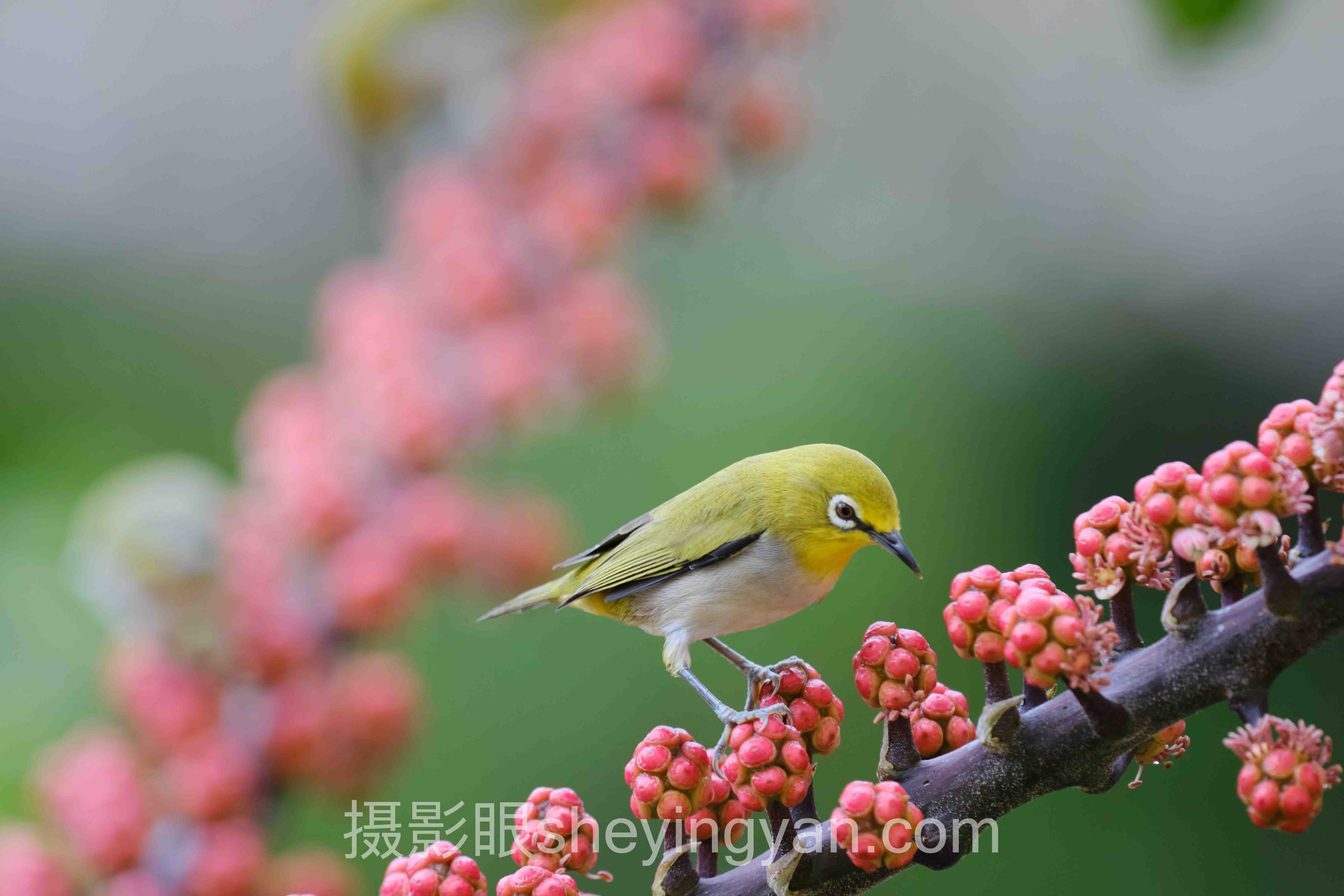 照片点评行业数据全景：6组数据揭示真实需求