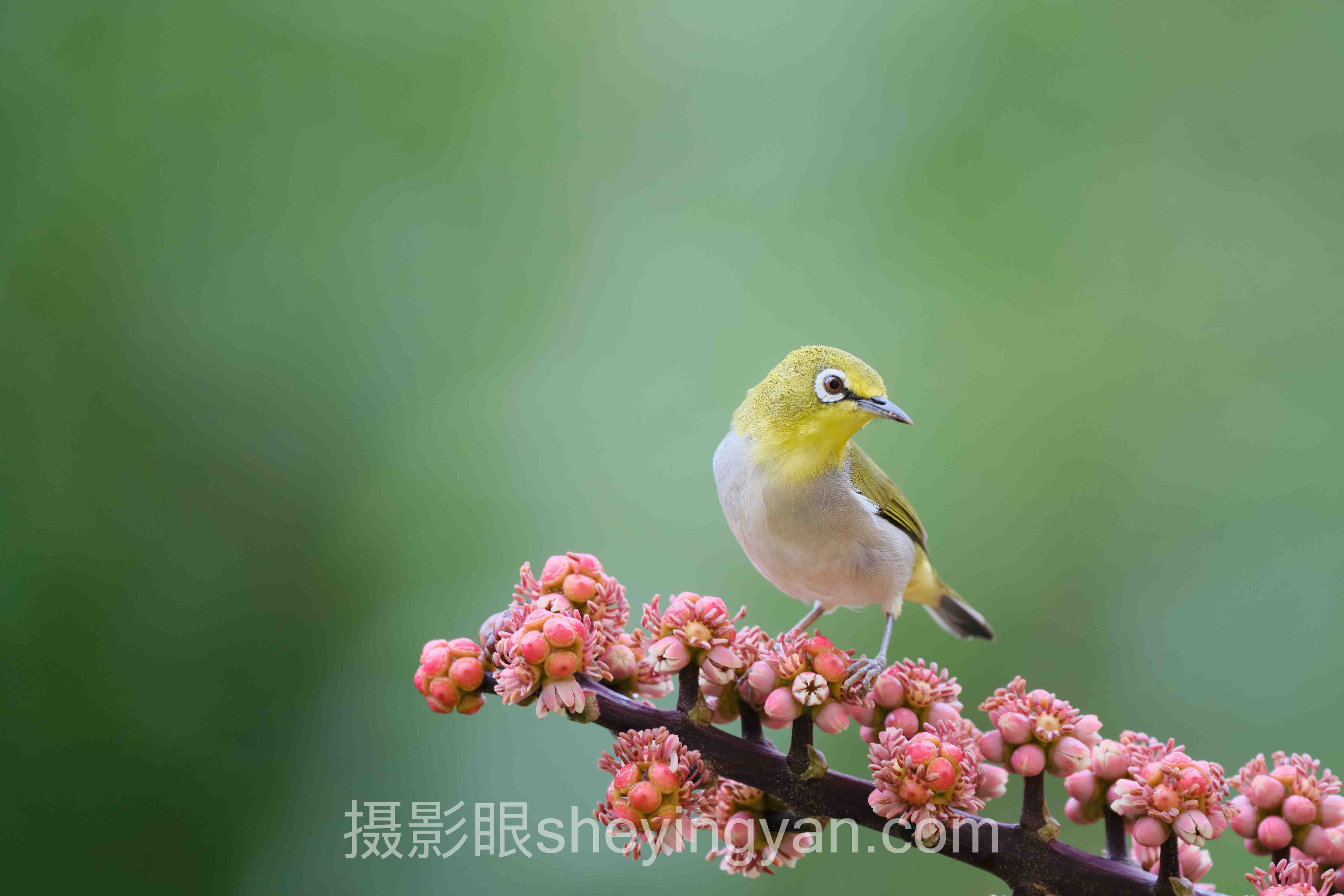 摄影眼官网打分全景解读：问题根源与破局之道
