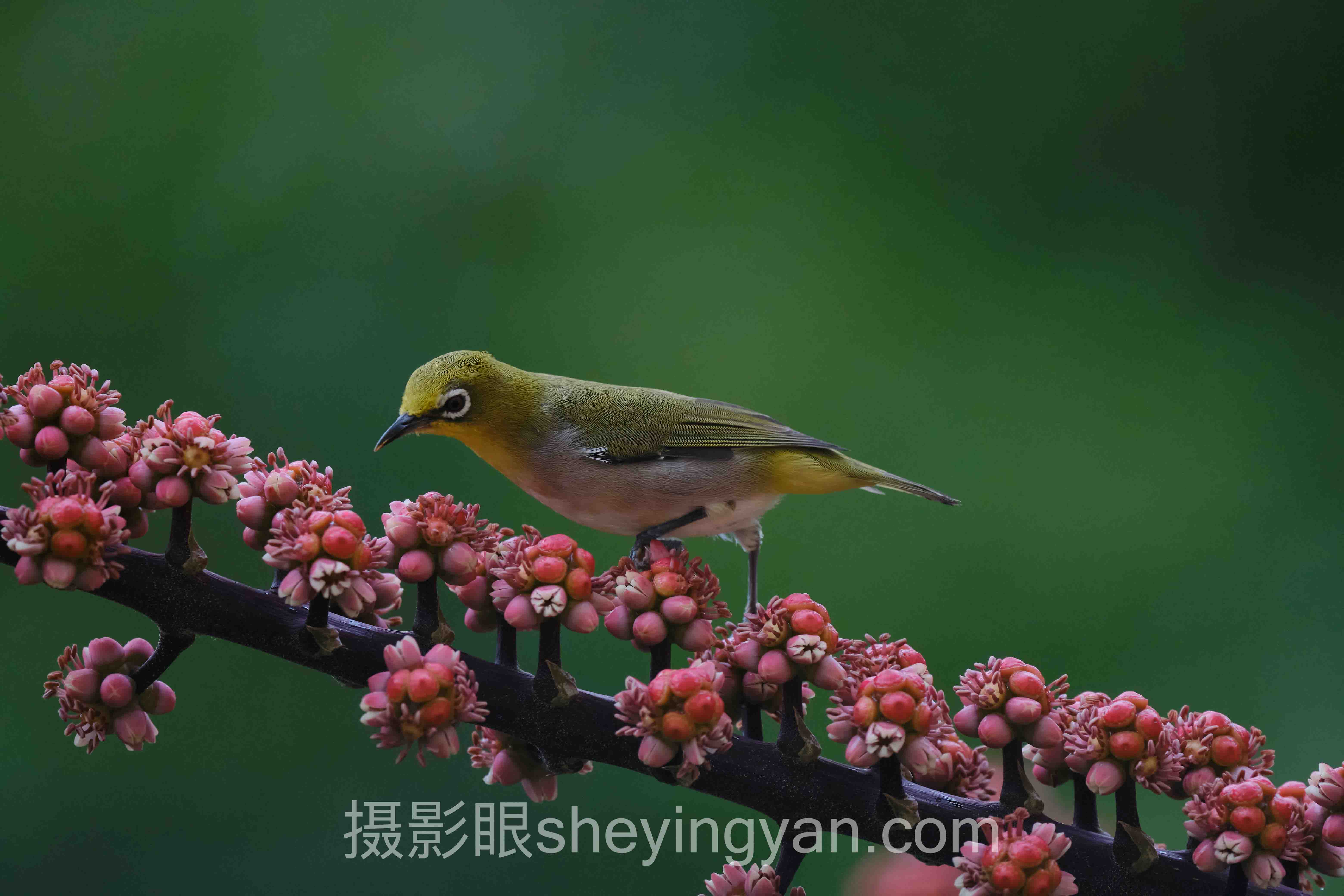 手机摄影和相机摄影差距大吗深度分析：现状、挑战与未来趋势