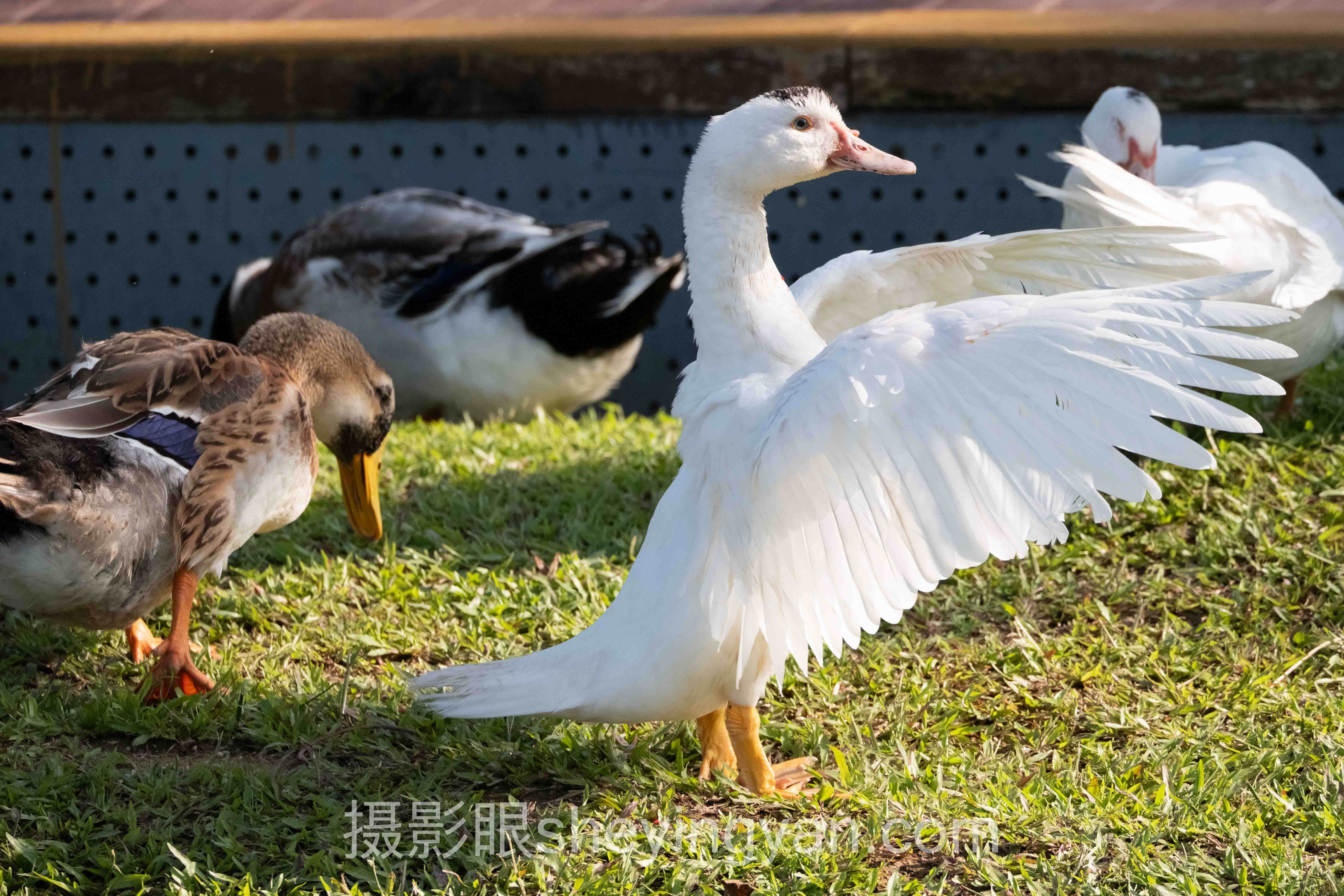 摄影照片点评老师：传统点评师 vs AI点评师，谁更胜一筹？