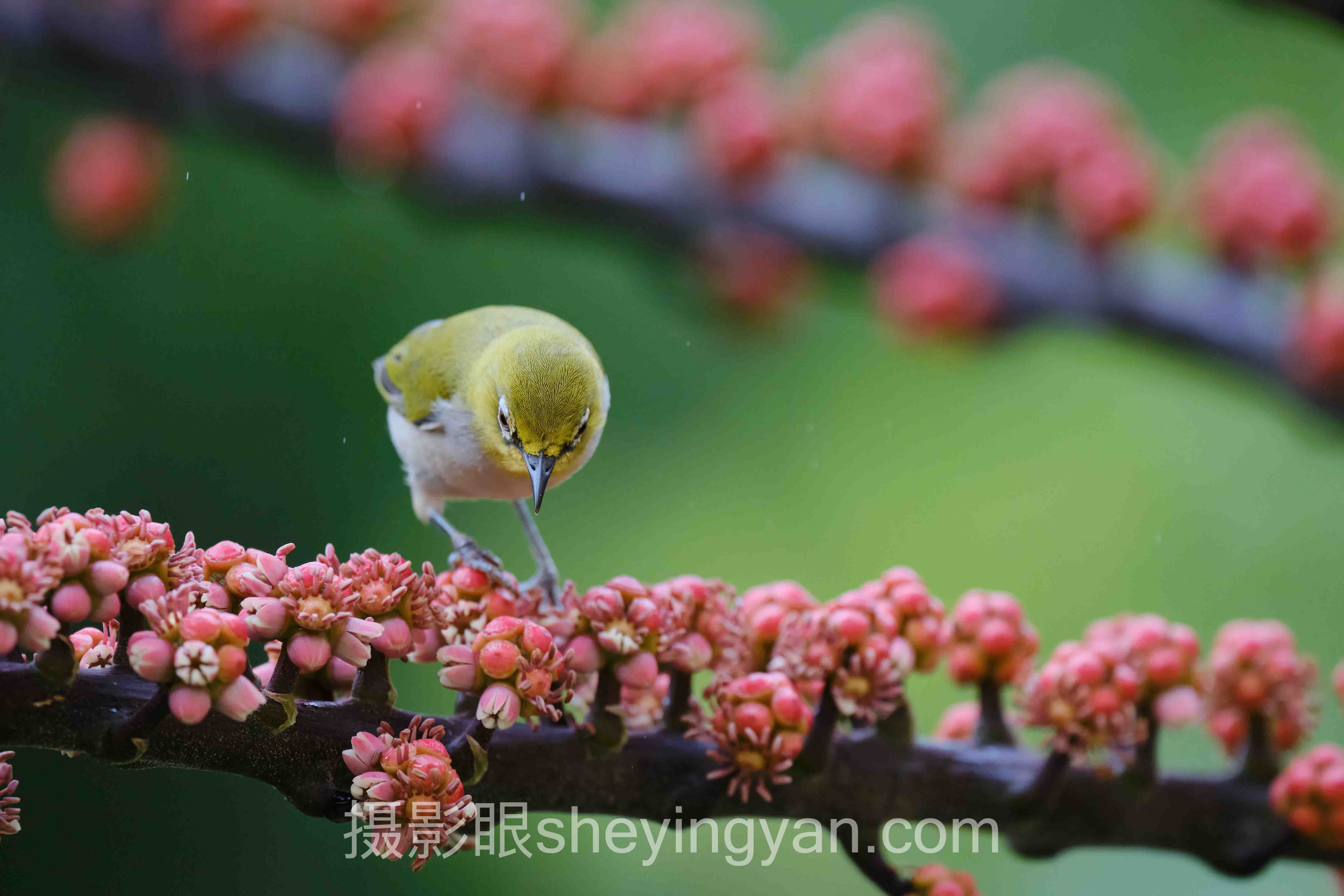 摄影眼官网sheyingyan.com
