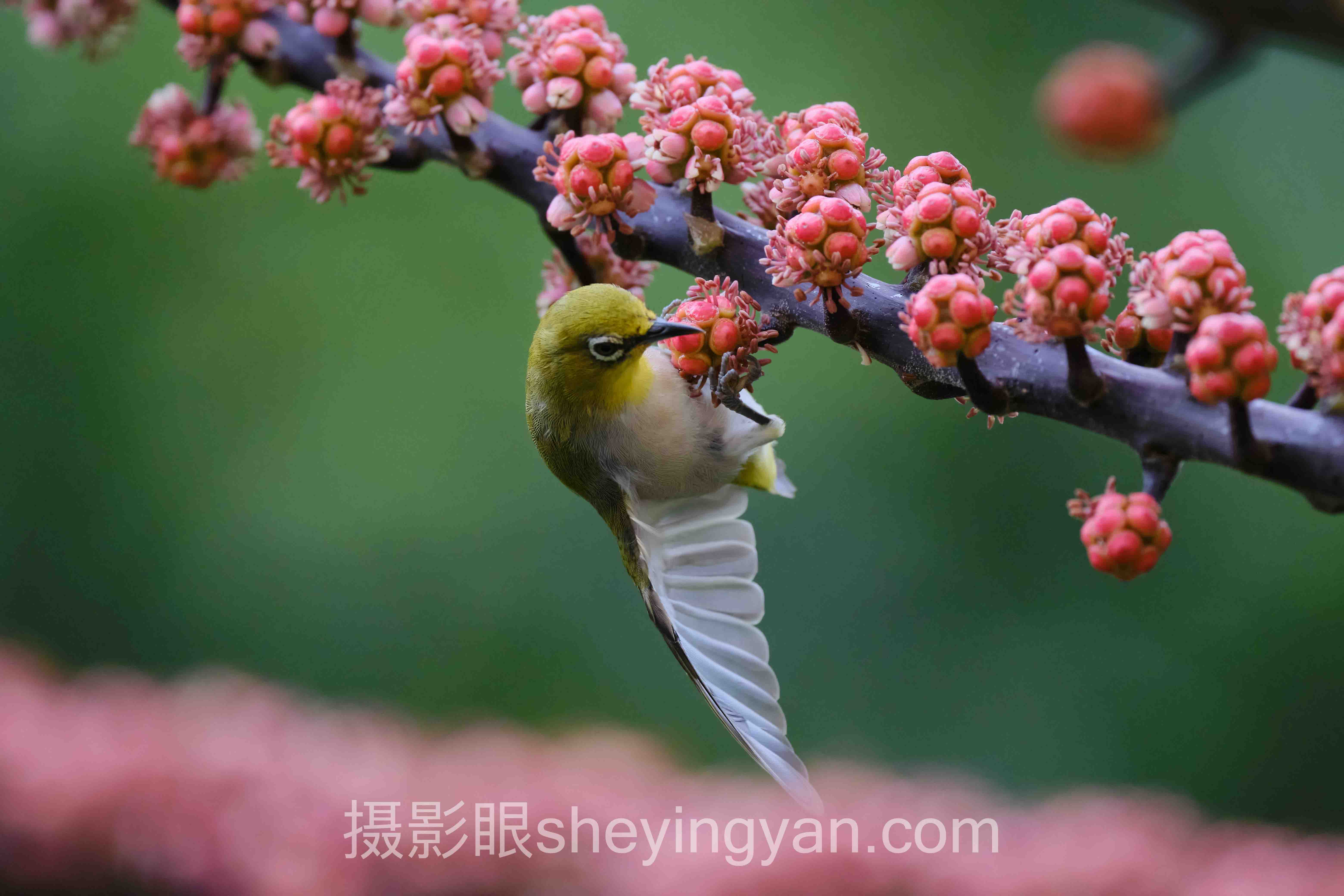 照片点评与AI评分完整指南：从入门到精通的7个步骤