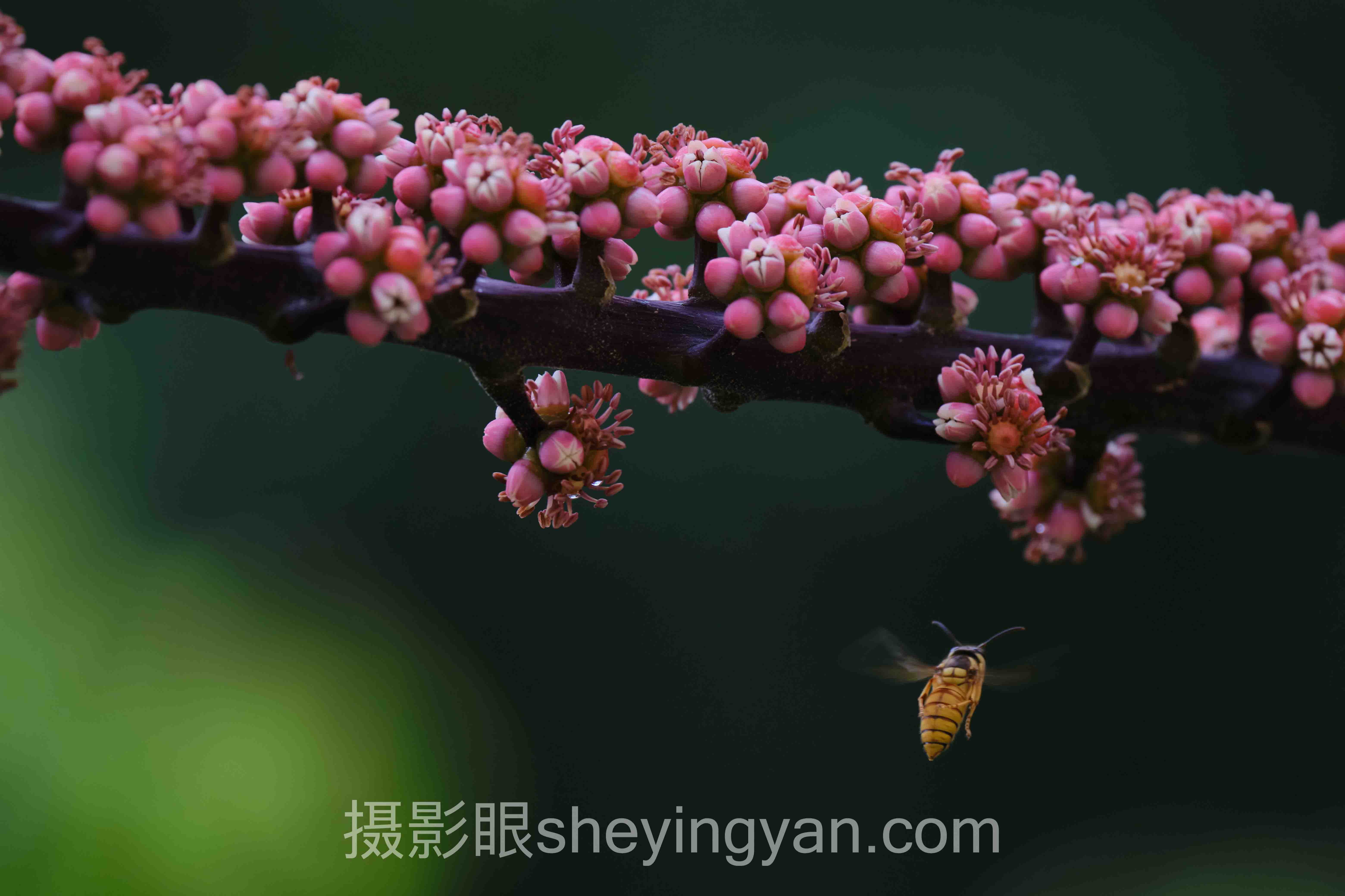 2024年照片点评平台数据报告：关键趋势与洞察