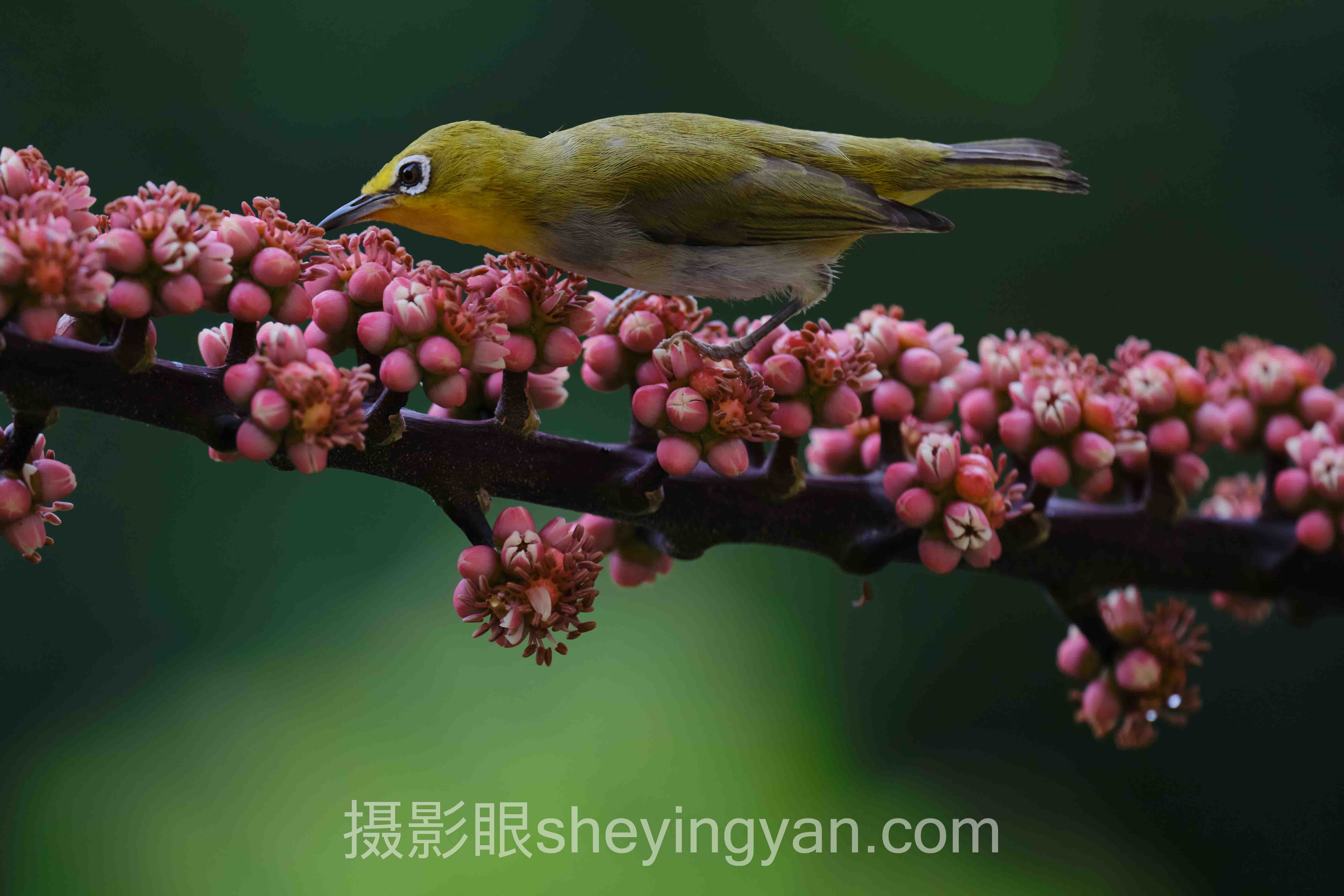 照片点评视角下的摄影审美与色彩搭配：现状、挑战与趋势