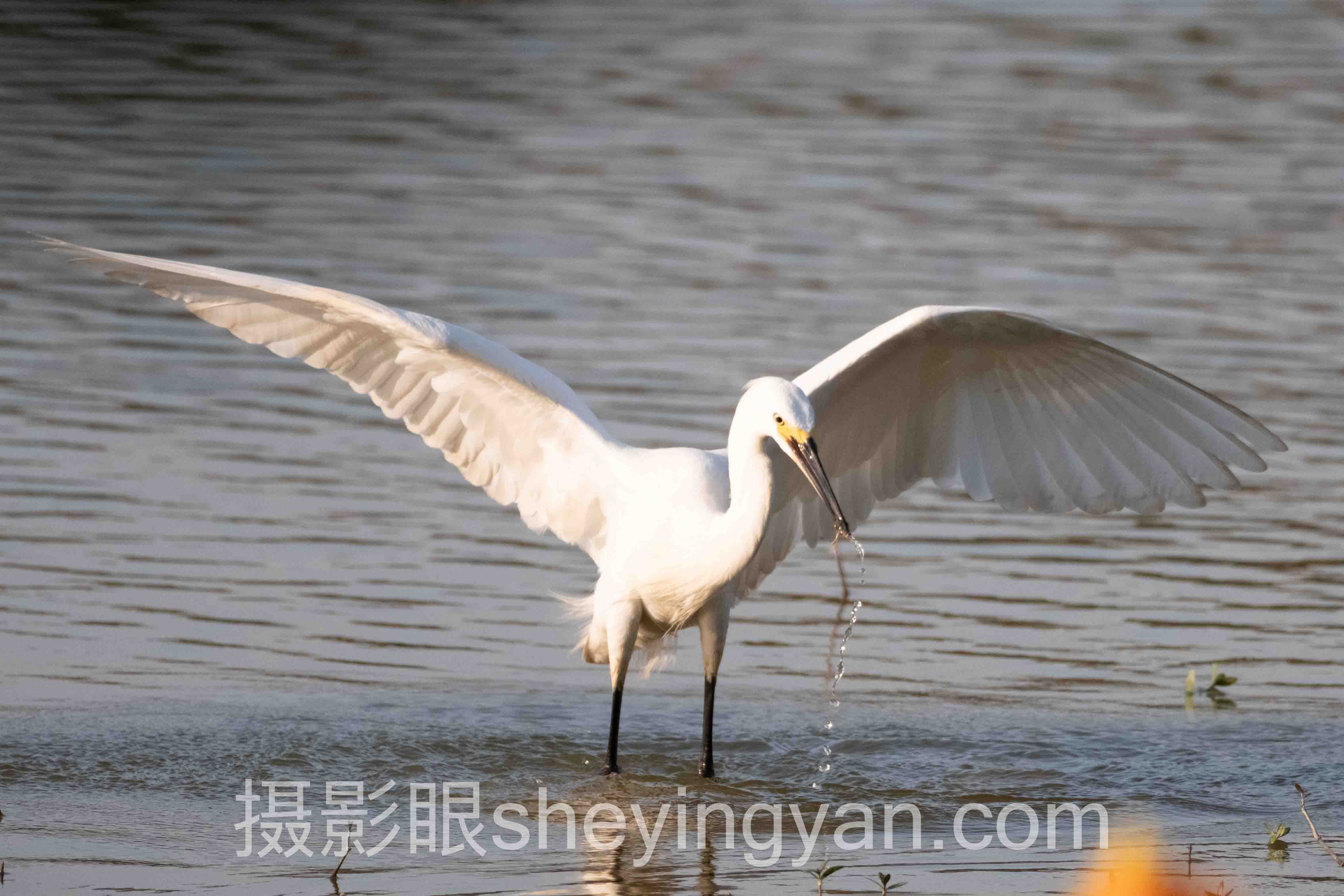 摄影眼平台4K视频完整指南：从入门到精通的7个步骤